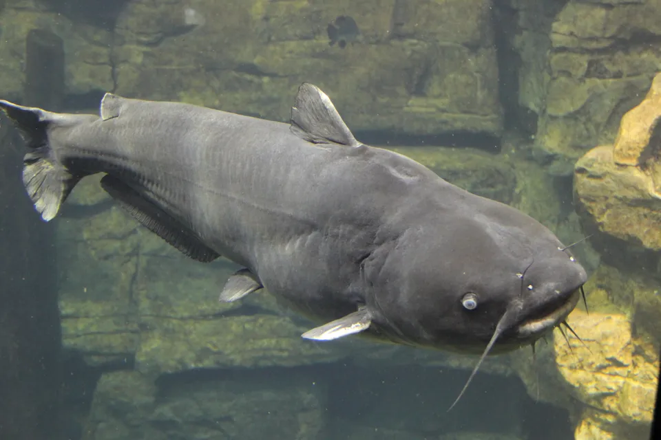 Blue catfish in side view, showing the long straight edge of its anal fin.