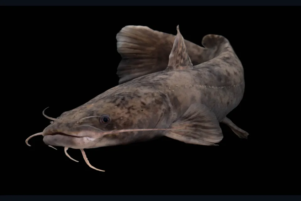 Flathead catfish in side view, showing its projecting lower jaw and broad tail.