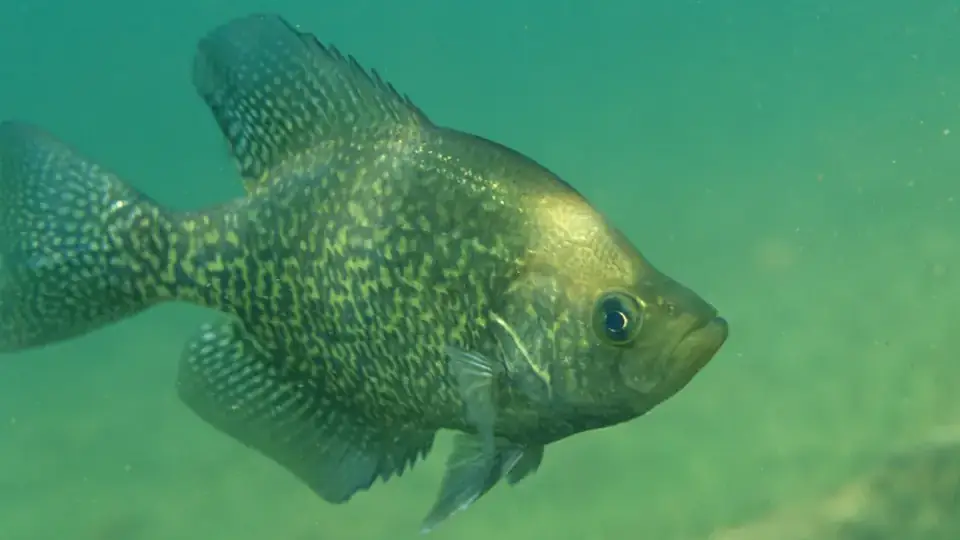 Black crappie facing right underwater, with mottled dark markings and a raised dorsal fin.