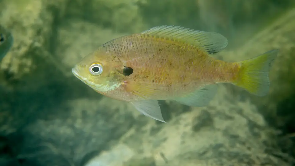 Bluegill swimming underwater, showing the dark ear flap behind its eye.