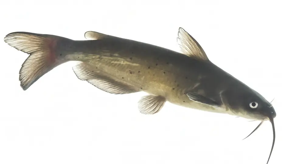 Channel catfish in side view, showing its forked tail and long chin barbels.