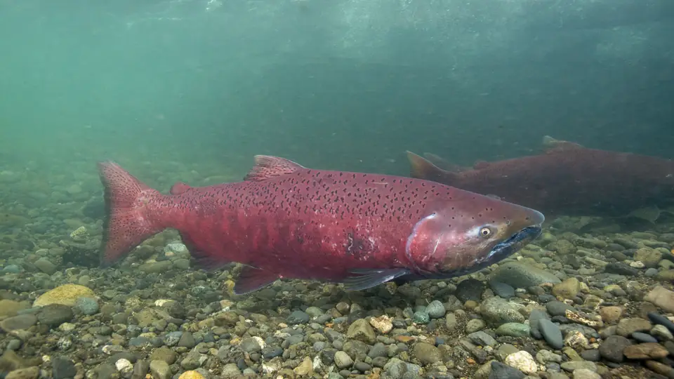 Spawning Chinook salmon swimming over river gravel, with a red body and dark spotting.