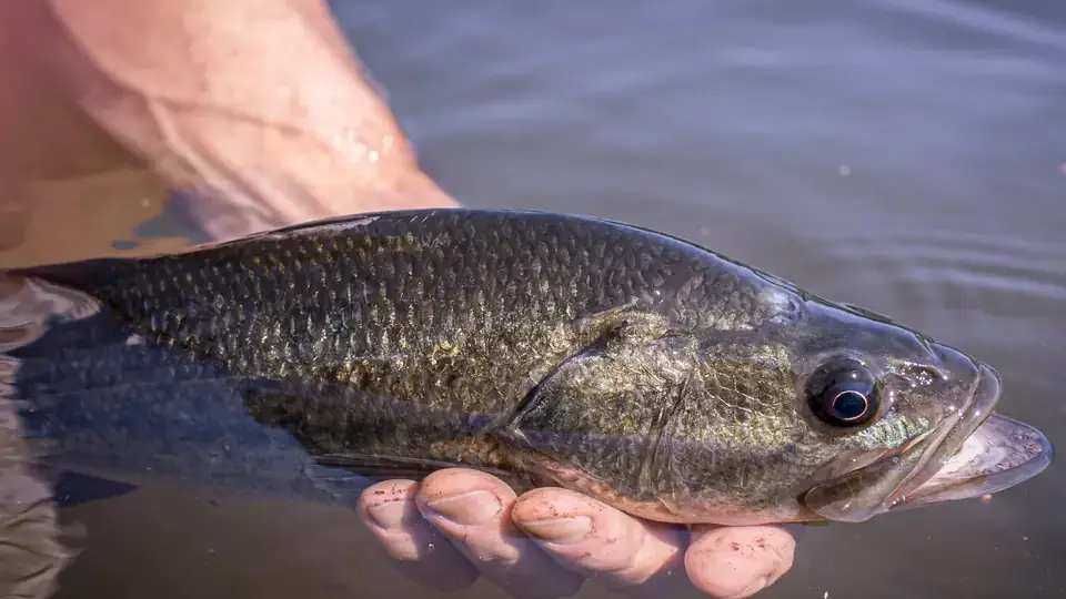 Largemouth bass supported just below the water's surface, with its broad mouth visible.