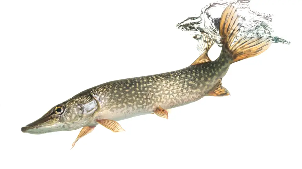 Northern pike in side view with pale spots, orange fins and a long pointed snout.