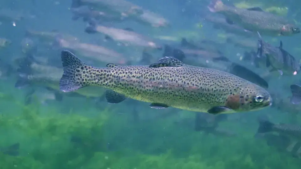 Rainbow trout underwater, with dark spots across its body and tail and a pink band along its side.