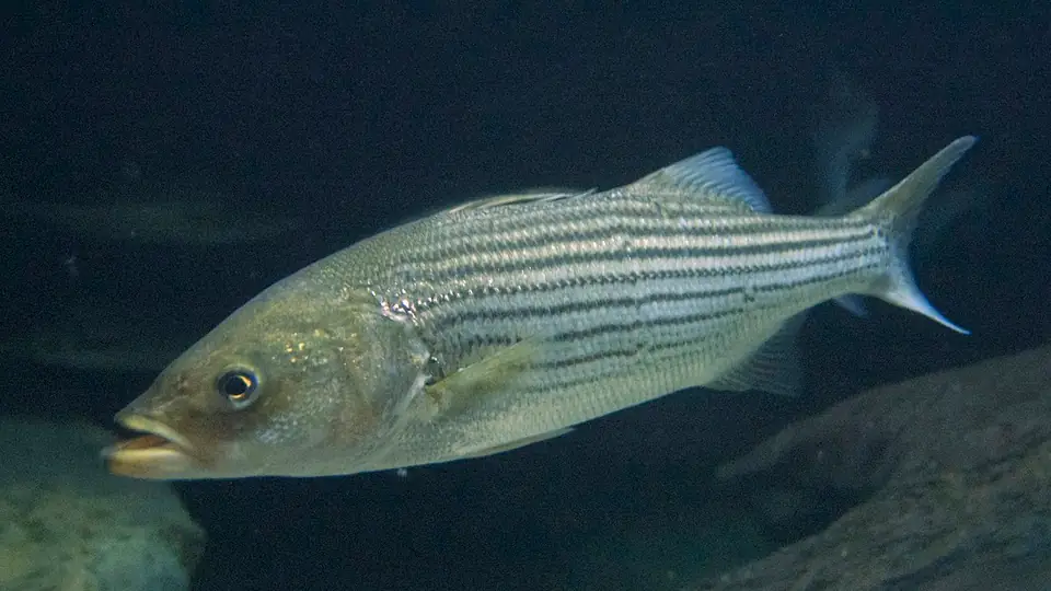 Striped bass swimming underwater, with dark horizontal stripes along its silver sides.