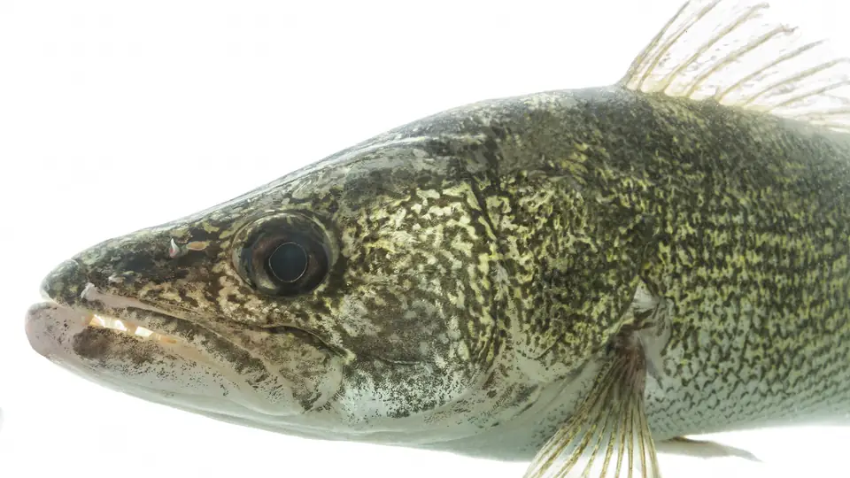 Close view of a walleye showing its large eye, sharp teeth and mottled olive-and-gold markings.